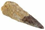 Fossil Spinosaurus Tooth - Real Dinosaur Tooth #367937-1